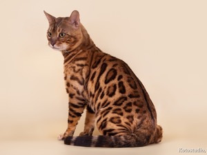 Ch Missery Leo