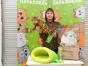 Бенгальский кот Avatar Farida Star