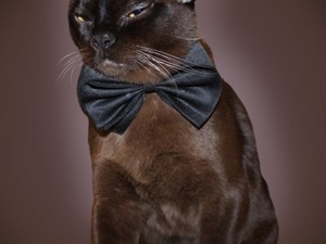 Ch ZORRO